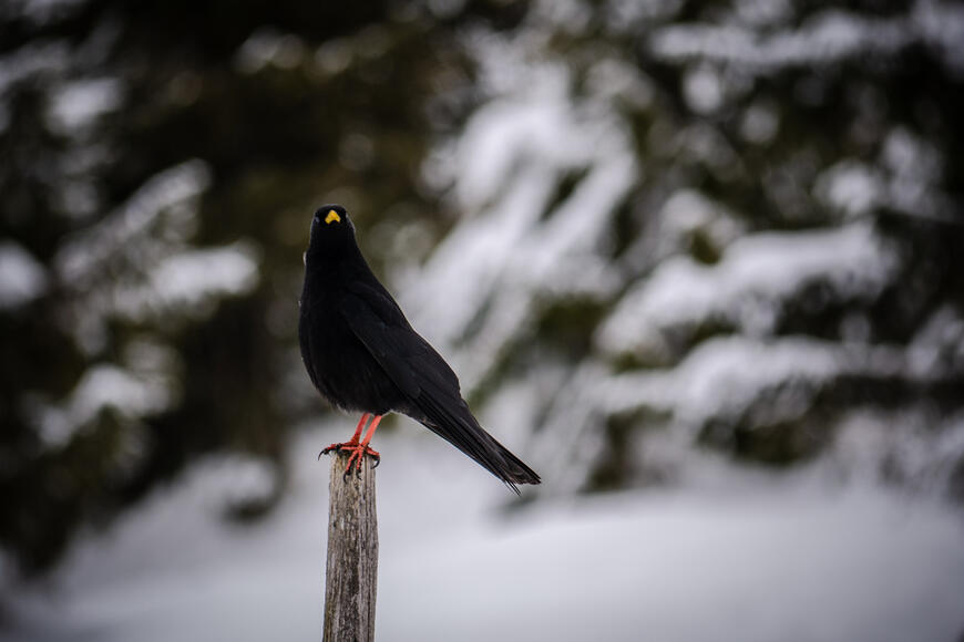 Méquésqueucé Méquésqueucé